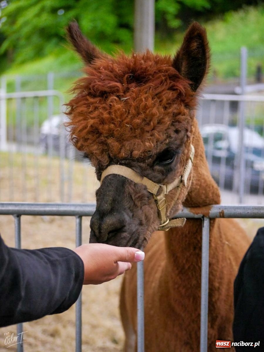 Zdjęcie w galerii na portalu naszraciborz.pl: Rodzinny Piknik z okazji Dnia Dziecka w Nędzy pełen radości i atrakcji  wiadomości z regionu