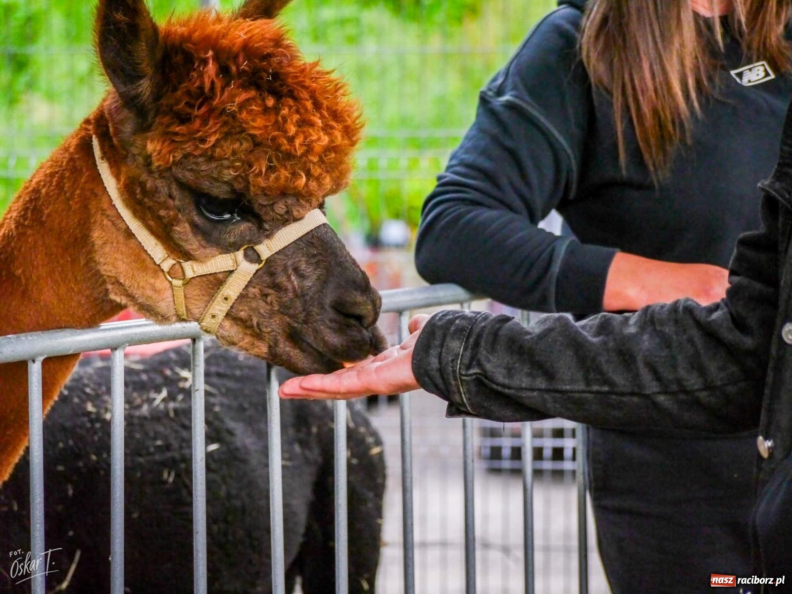 Zdjęcie w galerii na portalu naszraciborz.pl: Rodzinny Piknik z okazji Dnia Dziecka w Nędzy pełen radości i atrakcji  wiadomości z regionu