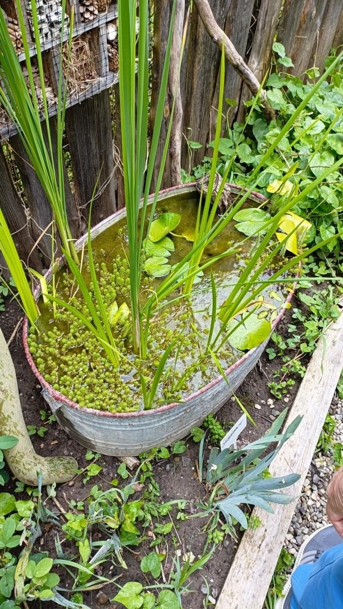 Zdjęcie w galerii na portalu naszraciborz.pl: Warsztaty zorganizowane w ramach Europejskiego Green Week 2025 w Raciborzu już za nami wiadomości z regionu