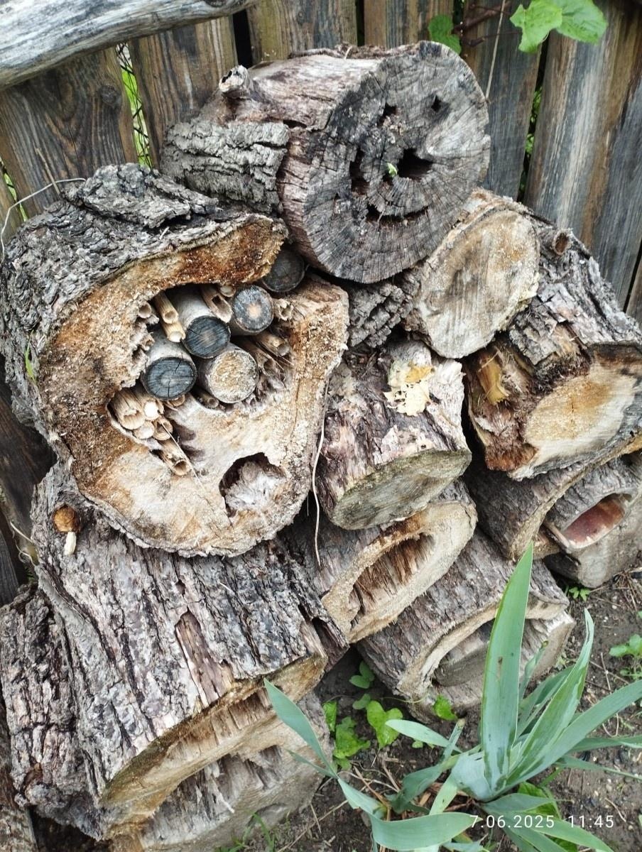 Zdjęcie w galerii na portalu naszraciborz.pl: Warsztaty zorganizowane w ramach Europejskiego Green Week 2025 w Raciborzu już za nami wiadomości z regionu