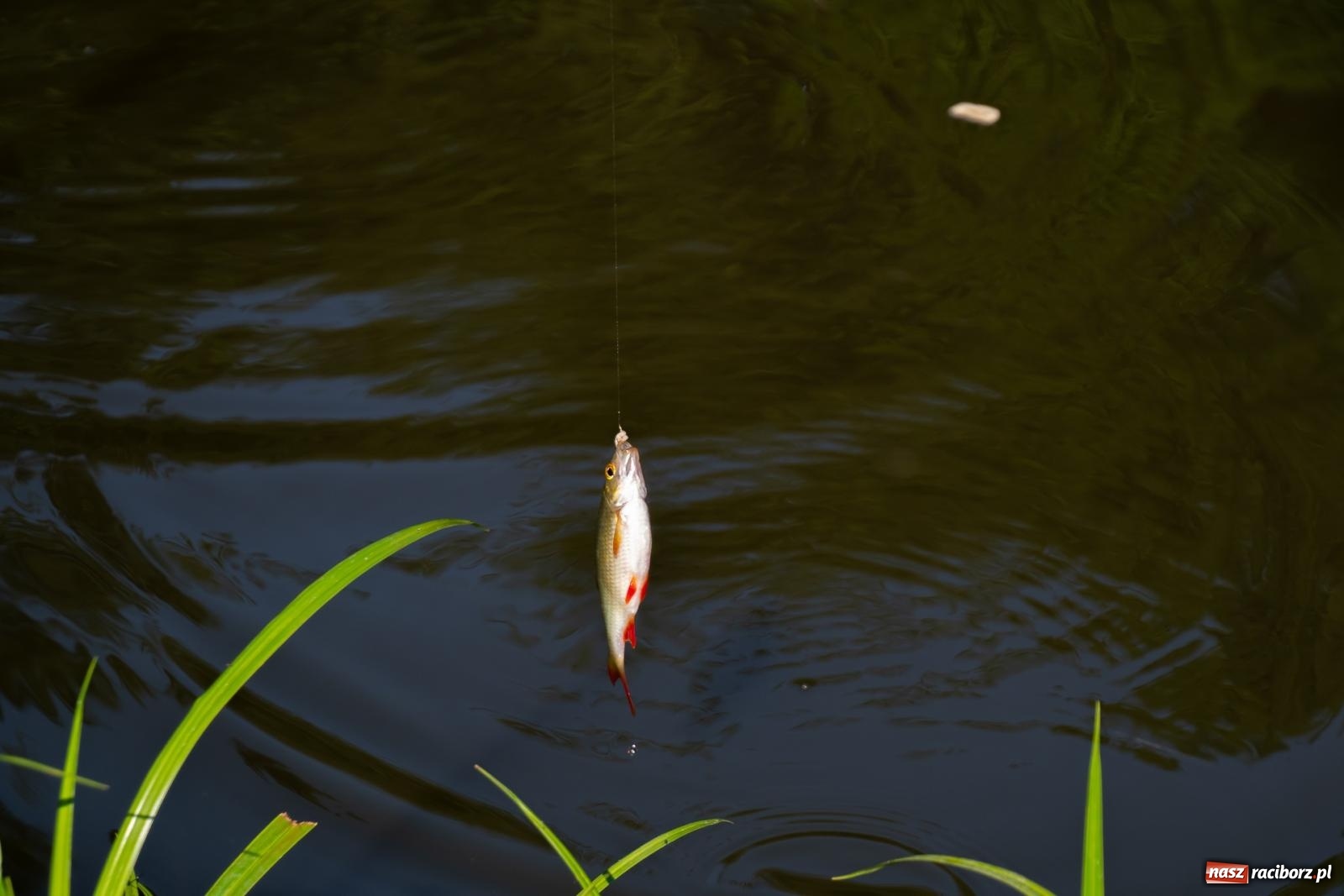 Zdjęcie w galerii na portalu naszraciborz.pl: Pod Oborą złowili taaaaką rybę! Zawody wędkarskie z okazji Dnia Dziecka wiadomości z regionu