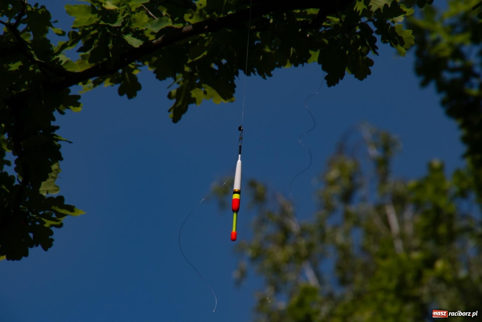 Zdjęcie w galerii na portalu naszraciborz.pl: Pod Oborą złowili taaaaką rybę! Zawody wędkarskie z okazji Dnia Dziecka wiadomości z regionu