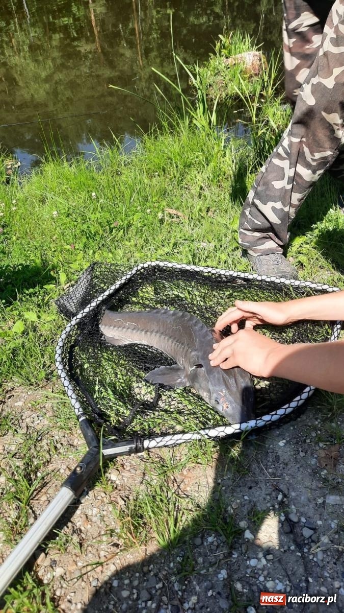 Zdjęcie w galerii na portalu naszraciborz.pl: Pod Oborą złowili taaaaką rybę! Zawody wędkarskie z okazji Dnia Dziecka wiadomości z regionu