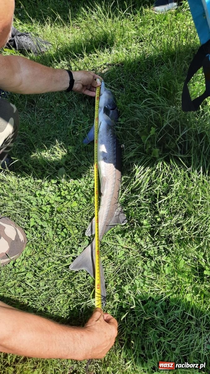 Zdjęcie w galerii na portalu naszraciborz.pl: Pod Oborą złowili taaaaką rybę! Zawody wędkarskie z okazji Dnia Dziecka wiadomości z regionu