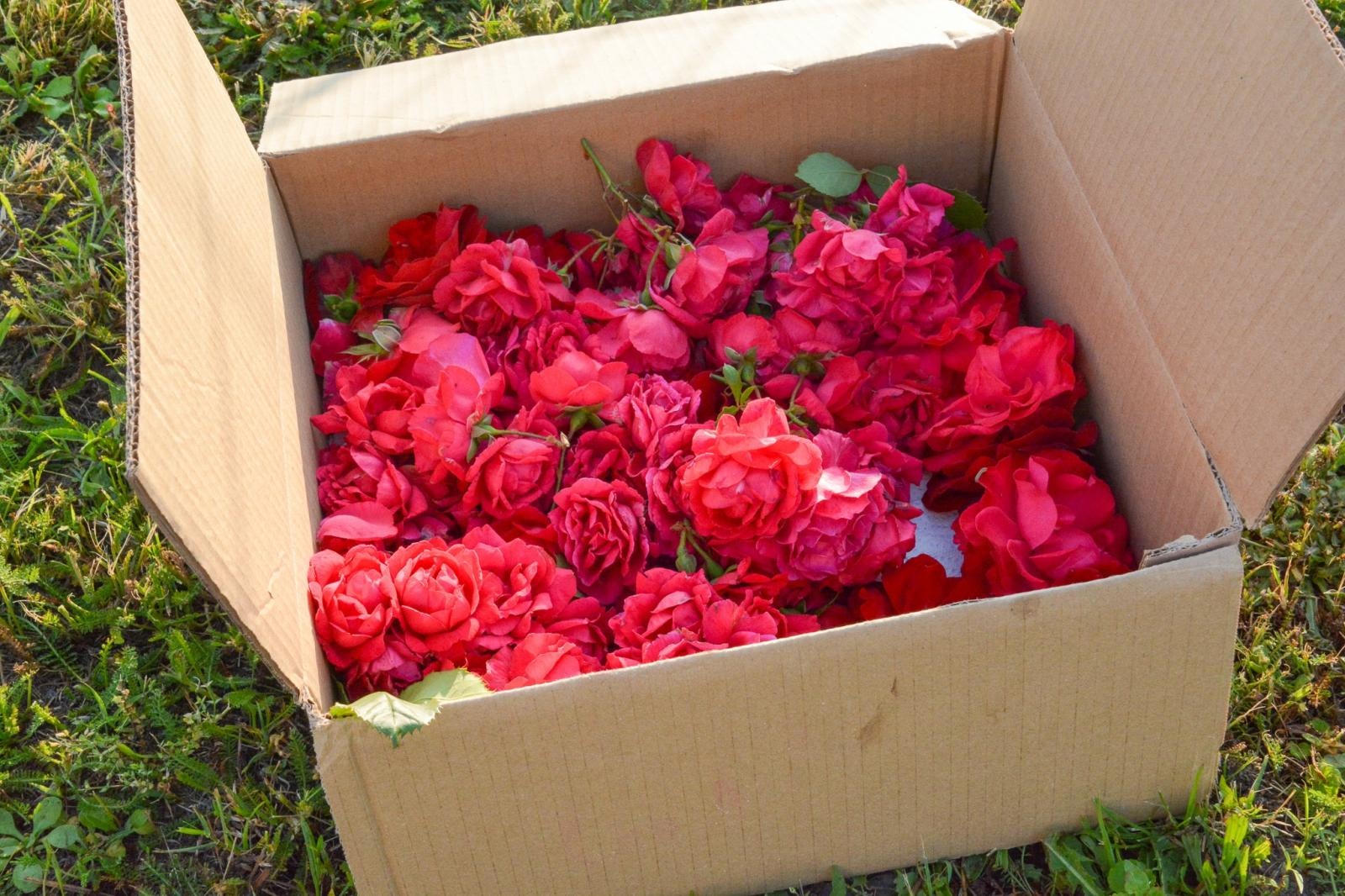 Zdjęcie w galerii na portalu naszraciborz.pl: Racibórz i powiat gotowy na Boże Ciało. Procesje, kwietne dywany i nowa trasa w parafii WNMP [FOTO i WIDEO] wiadomości z regionu