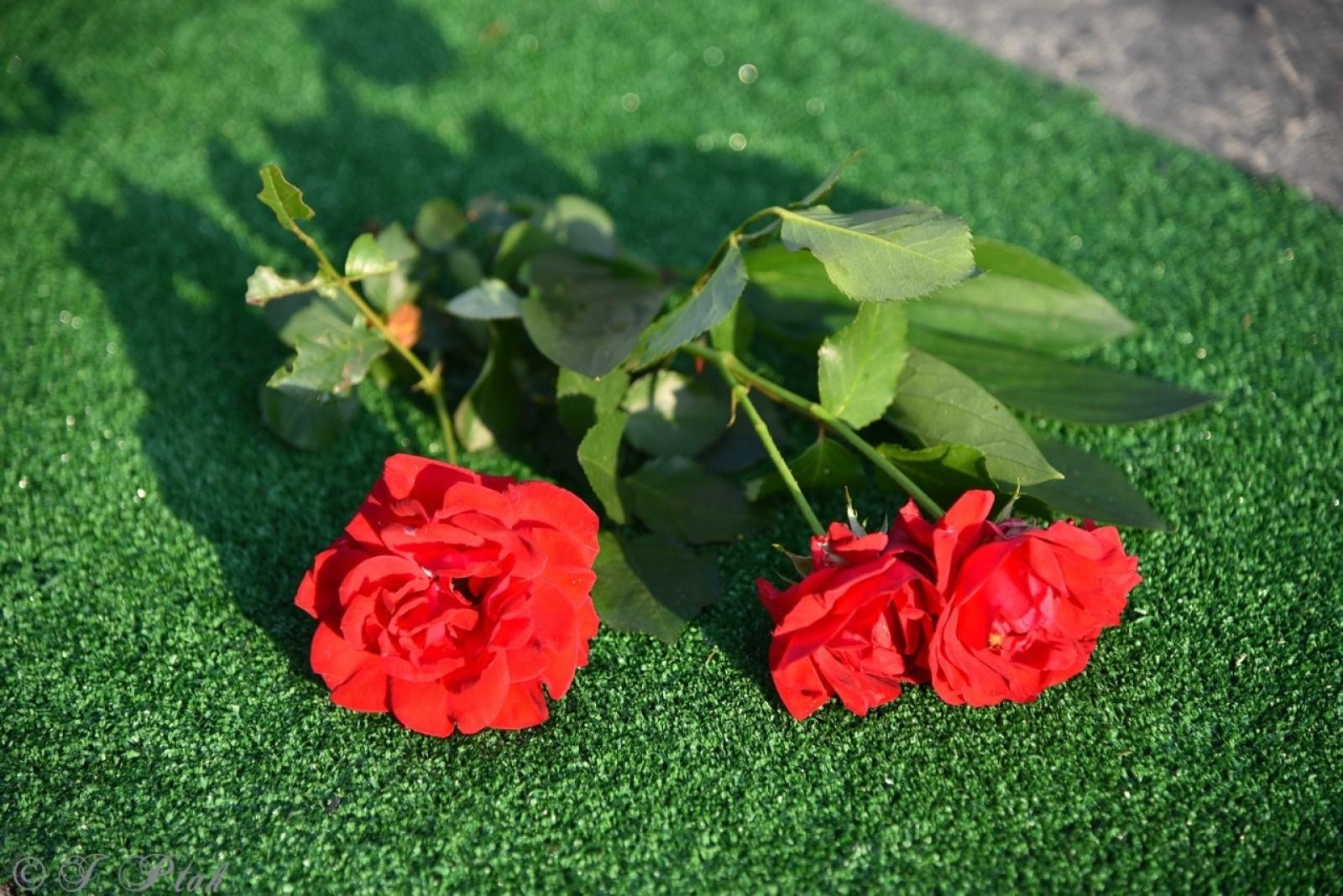 Zdjęcie w galerii na portalu naszraciborz.pl: Racibórz i powiat gotowy na Boże Ciało. Procesje, kwietne dywany i nowa trasa w parafii WNMP [FOTO i WIDEO] wiadomości z regionu