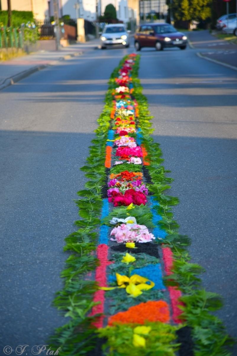 Zdjęcie w galerii na portalu naszraciborz.pl: Racibórz i powiat gotowy na Boże Ciało. Procesje, kwietne dywany i nowa trasa w parafii WNMP [FOTO i WIDEO] wiadomości z regionu