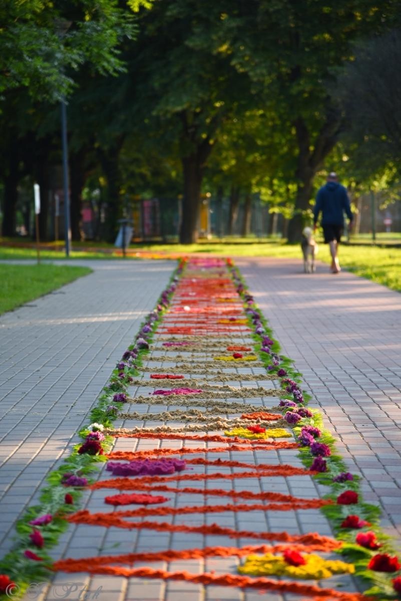 Zdjęcie w galerii na portalu naszraciborz.pl: Racibórz i powiat gotowy na Boże Ciało. Procesje, kwietne dywany i nowa trasa w parafii WNMP [FOTO i WIDEO] wiadomości z regionu