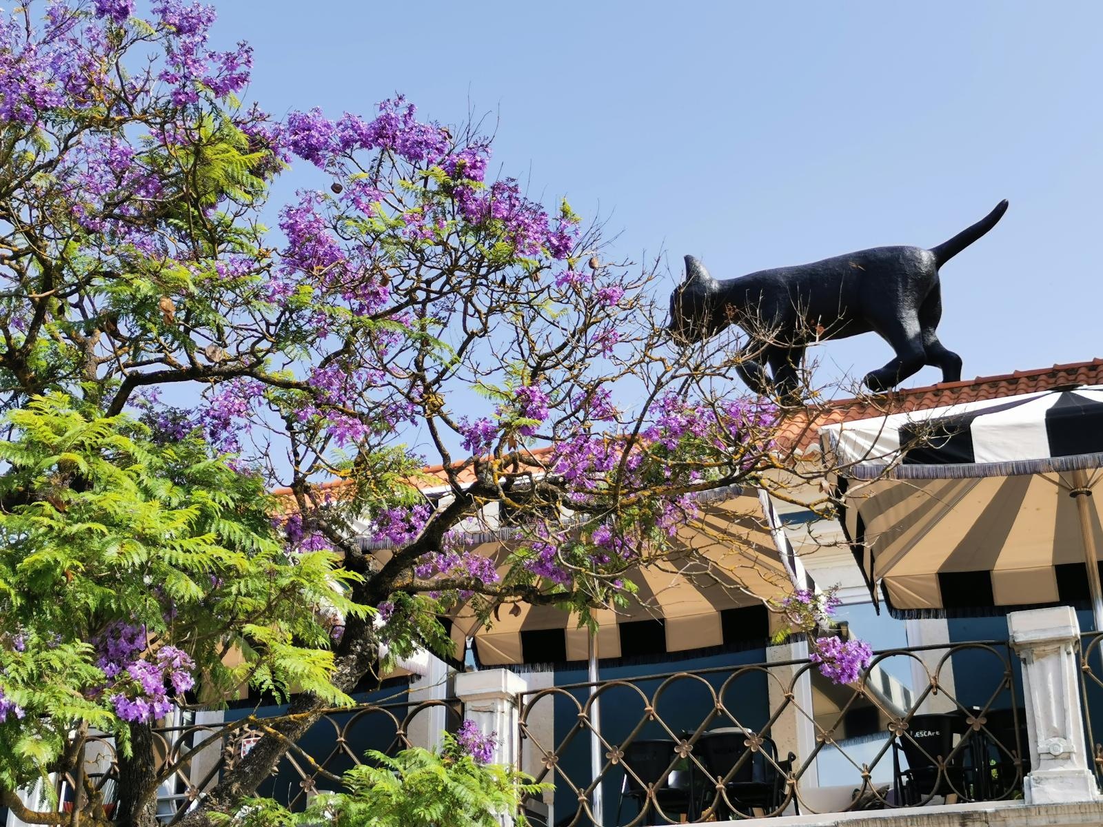 Zdjęcie w galerii na portalu naszraciborz.pl: Logistyka bez granic – nauczyciele Ekonomika po szkoleniu w Setúbalu wiadomości z regionu