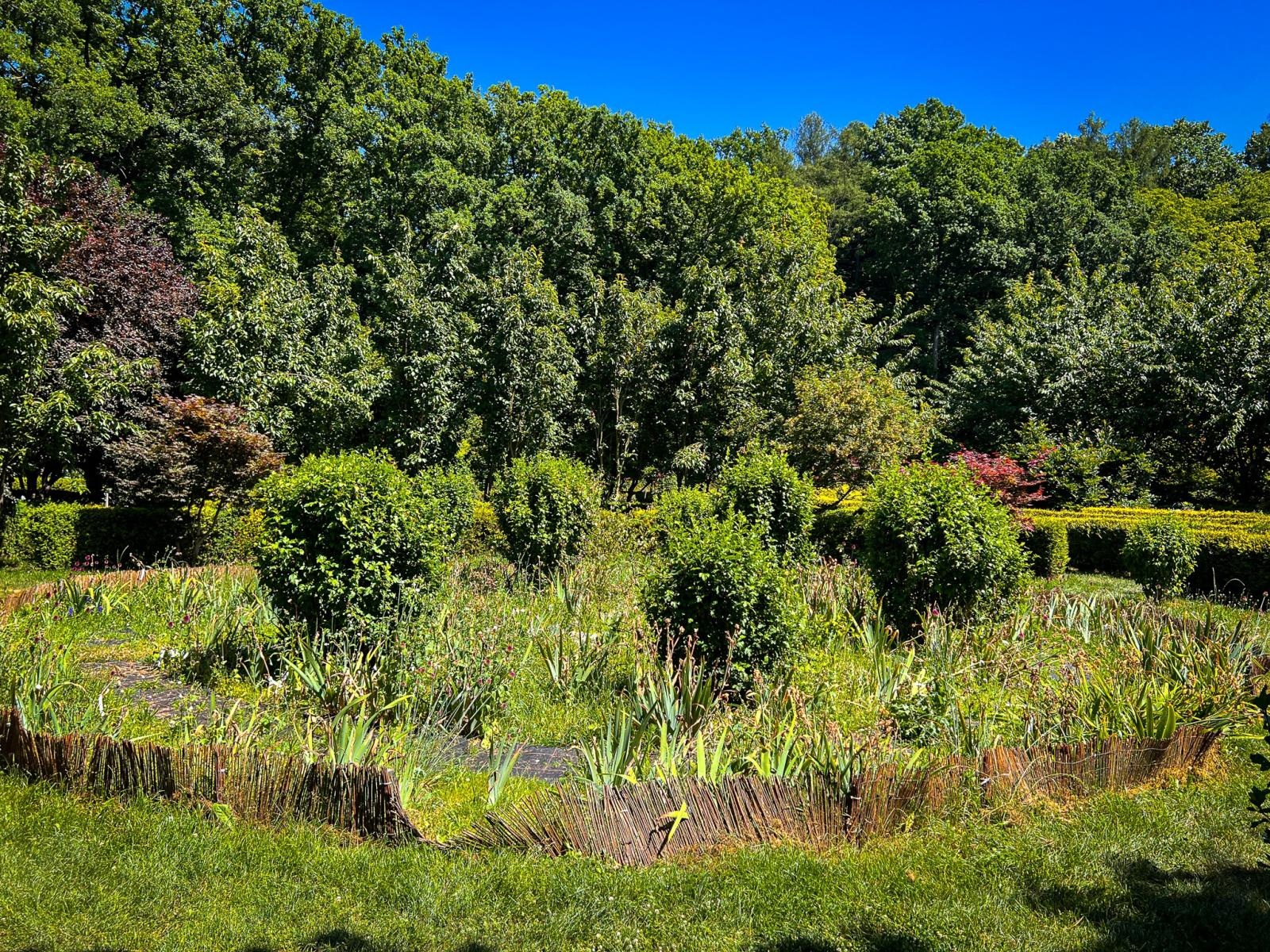 Zdjęcie w galerii na portalu naszraciborz.pl: Spirala czasu z irysów zakwitnie w Zaczarowanym Ogrodzie w Raciborzu wiadomości z regionu