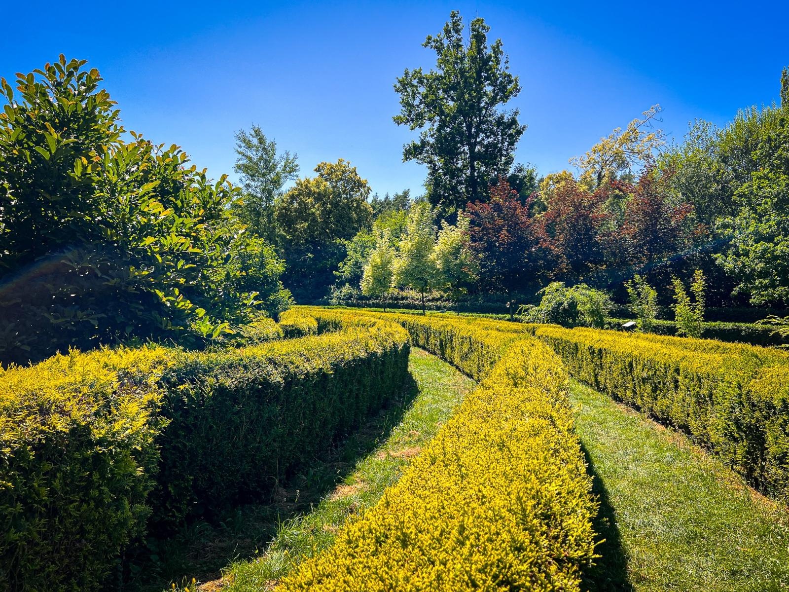 Zdjęcie w galerii na portalu naszraciborz.pl: Spirala czasu z irysów zakwitnie w Zaczarowanym Ogrodzie w Raciborzu wiadomości z regionu