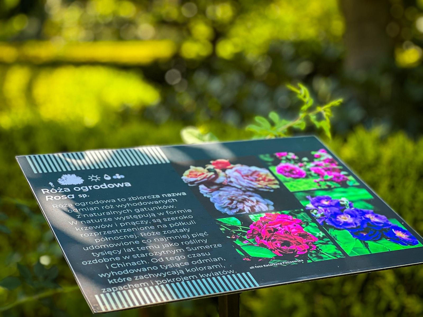 Zdjęcie w galerii na portalu naszraciborz.pl: Spirala czasu z irysów zakwitnie w Zaczarowanym Ogrodzie w Raciborzu wiadomości z regionu