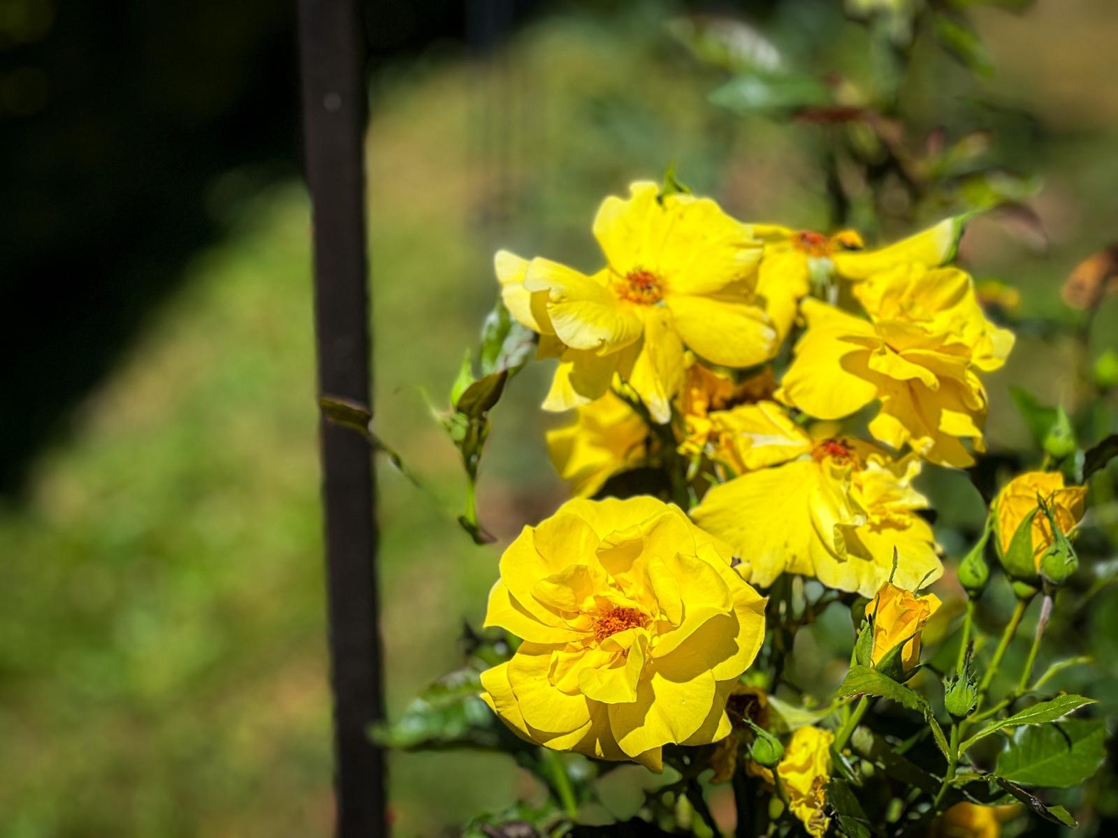 Zdjęcie w galerii na portalu naszraciborz.pl: Spirala czasu z irysów zakwitnie w Zaczarowanym Ogrodzie w Raciborzu wiadomości z regionu