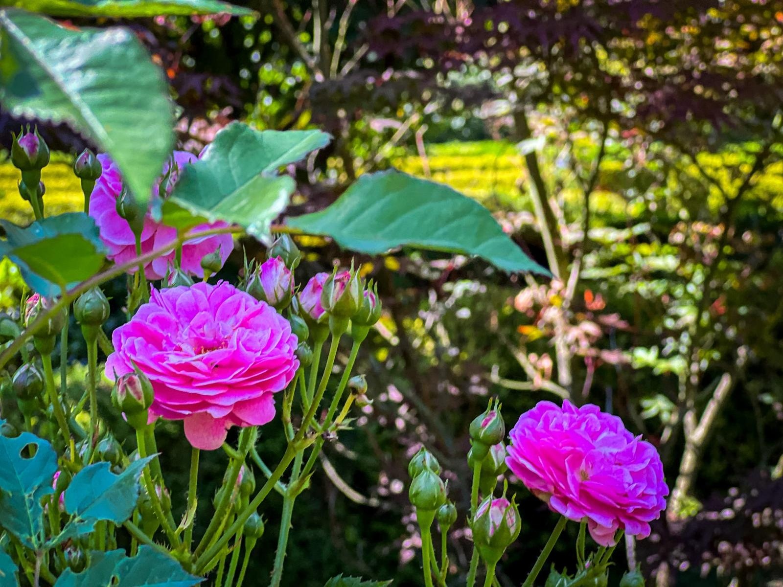 Zdjęcie w galerii na portalu naszraciborz.pl: Spirala czasu z irysów zakwitnie w Zaczarowanym Ogrodzie w Raciborzu wiadomości z regionu