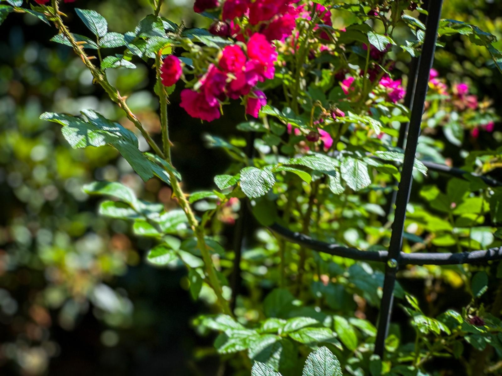 Zdjęcie w galerii na portalu naszraciborz.pl: Spirala czasu z irysów zakwitnie w Zaczarowanym Ogrodzie w Raciborzu wiadomości z regionu