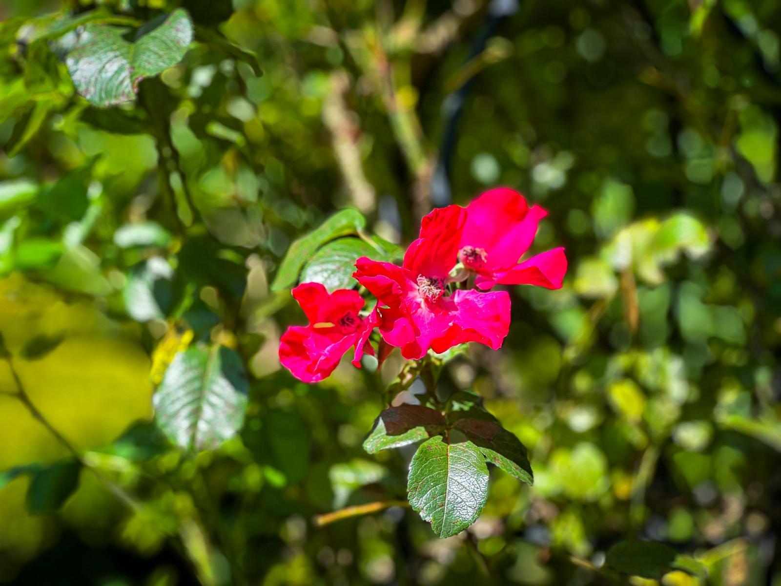 Zdjęcie w galerii na portalu naszraciborz.pl: Spirala czasu z irysów zakwitnie w Zaczarowanym Ogrodzie w Raciborzu wiadomości z regionu