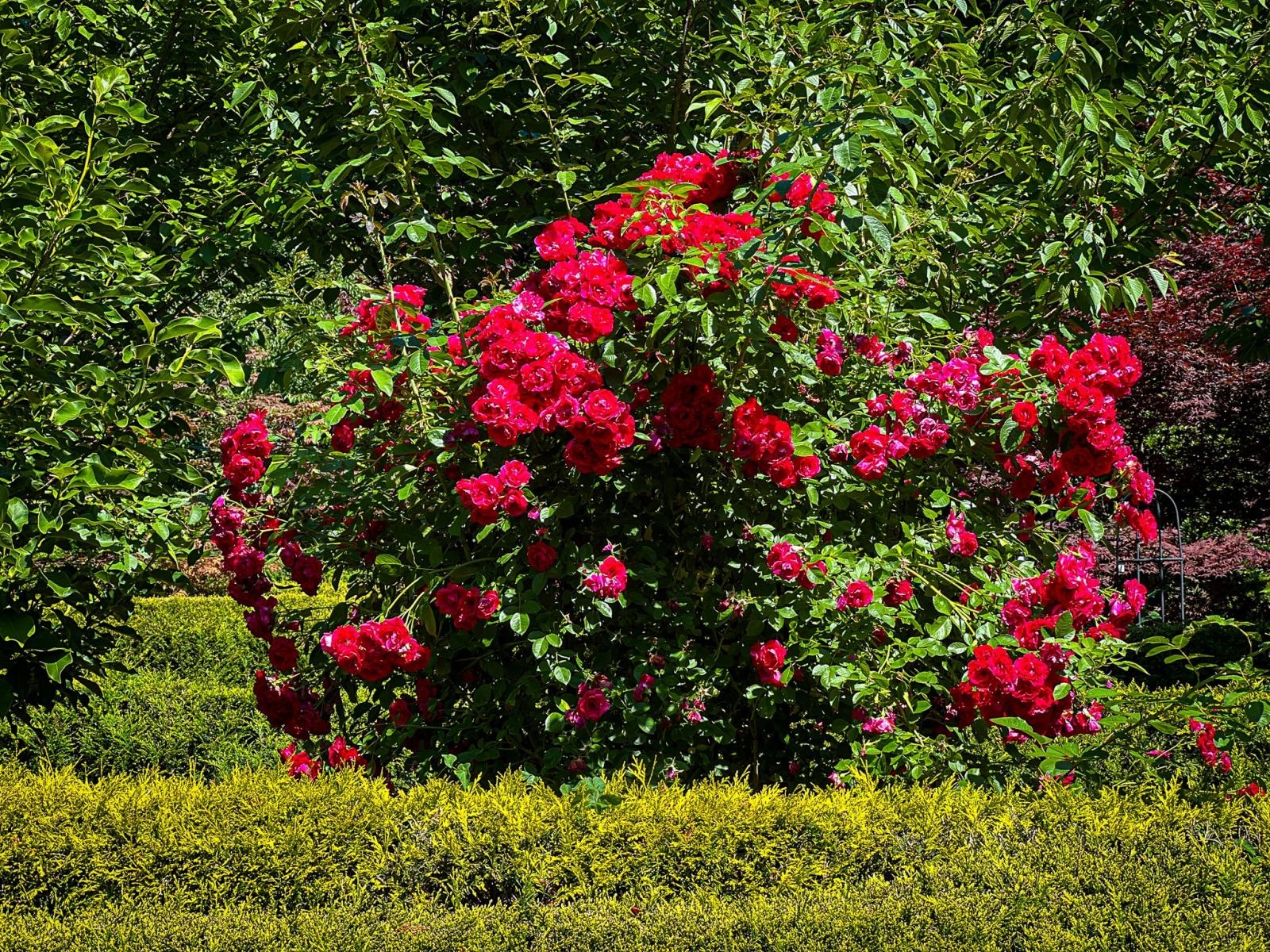 Zdjęcie w galerii na portalu naszraciborz.pl: Spirala czasu z irysów zakwitnie w Zaczarowanym Ogrodzie w Raciborzu wiadomości z regionu