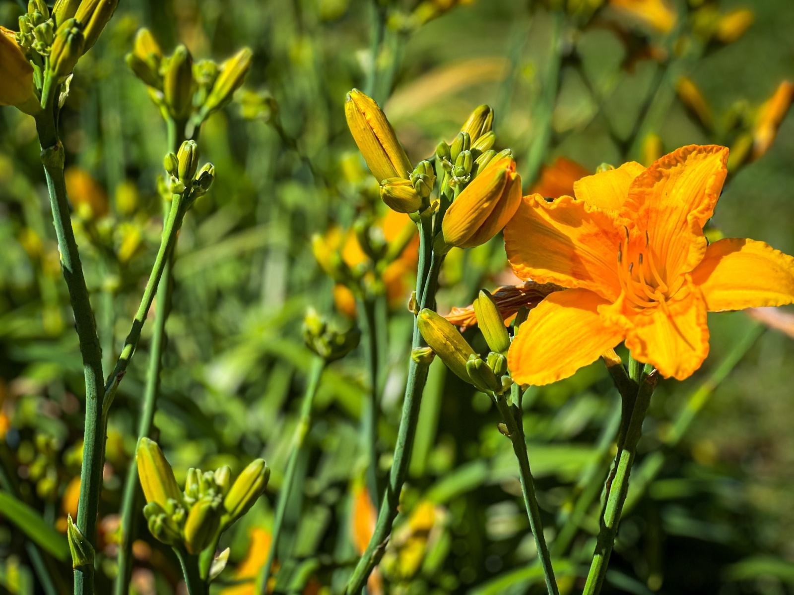 Zdjęcie w galerii na portalu naszraciborz.pl: Spirala czasu z irysów zakwitnie w Zaczarowanym Ogrodzie w Raciborzu wiadomości z regionu