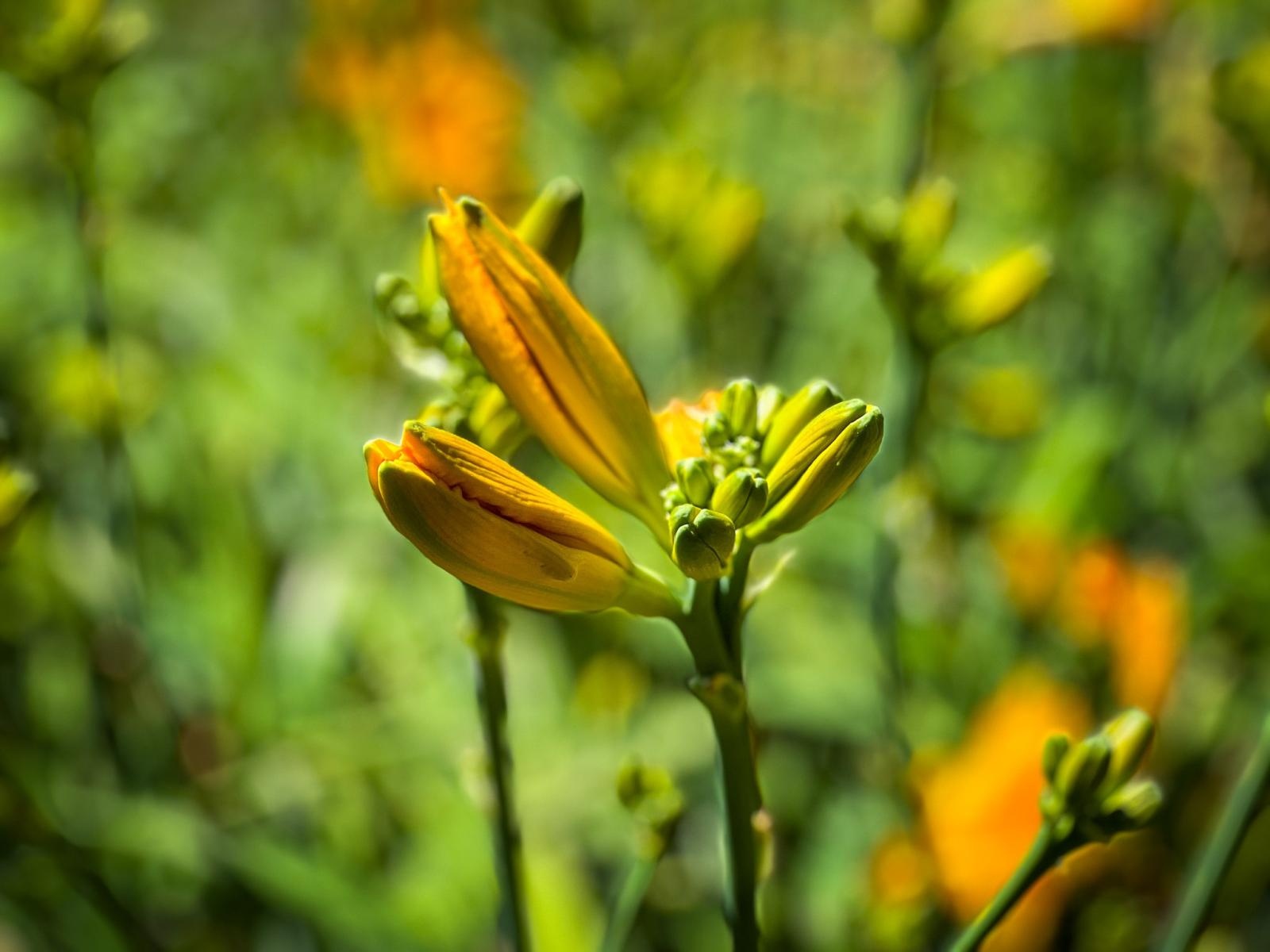 Zdjęcie w galerii na portalu naszraciborz.pl: Spirala czasu z irysów zakwitnie w Zaczarowanym Ogrodzie w Raciborzu wiadomości z regionu