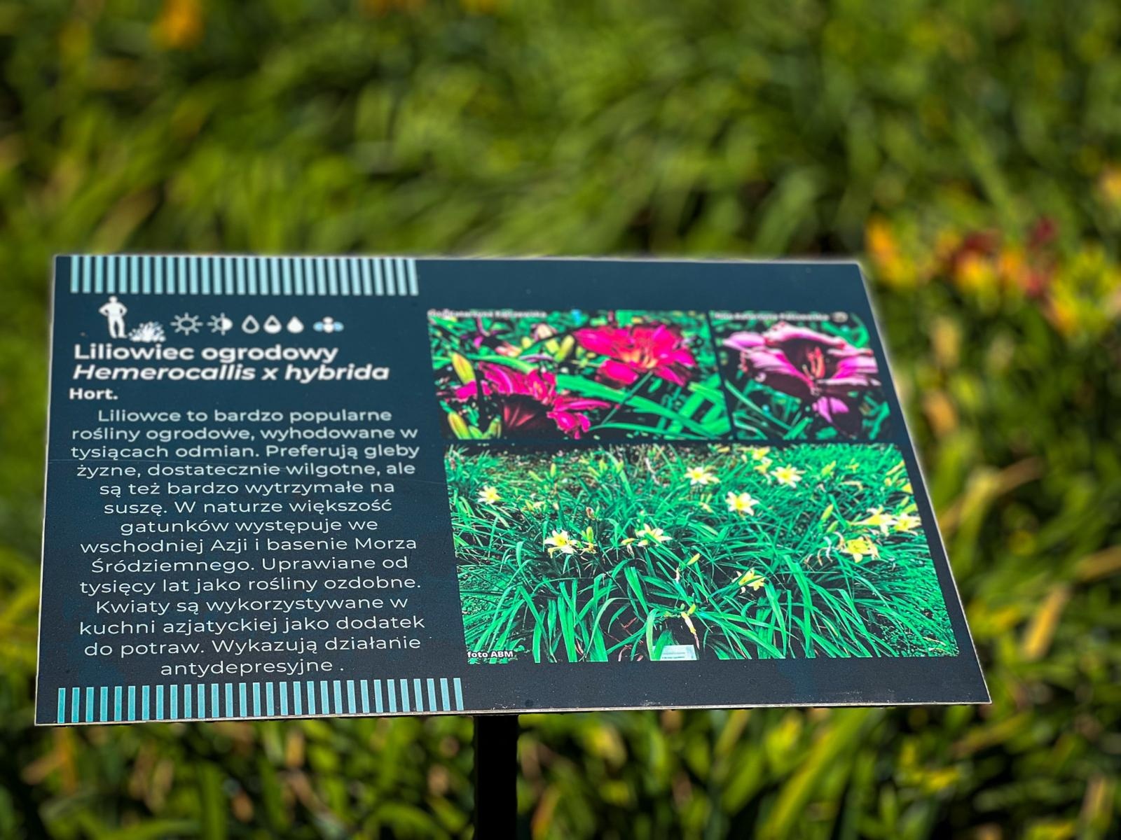 Zdjęcie w galerii na portalu naszraciborz.pl: Spirala czasu z irysów zakwitnie w Zaczarowanym Ogrodzie w Raciborzu wiadomości z regionu