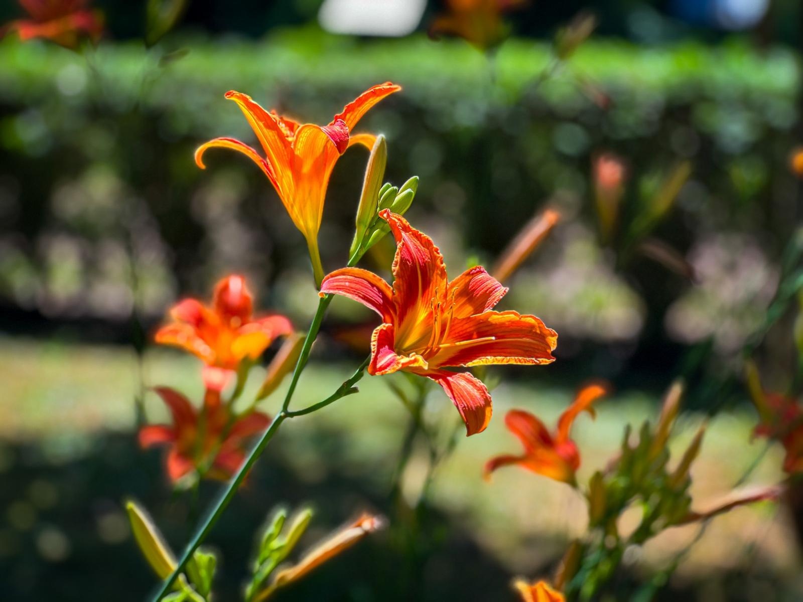Zdjęcie w galerii na portalu naszraciborz.pl: Spirala czasu z irysów zakwitnie w Zaczarowanym Ogrodzie w Raciborzu wiadomości z regionu