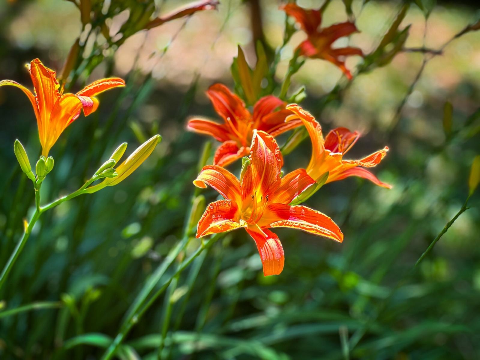 Zdjęcie w galerii na portalu naszraciborz.pl: Spirala czasu z irysów zakwitnie w Zaczarowanym Ogrodzie w Raciborzu wiadomości z regionu