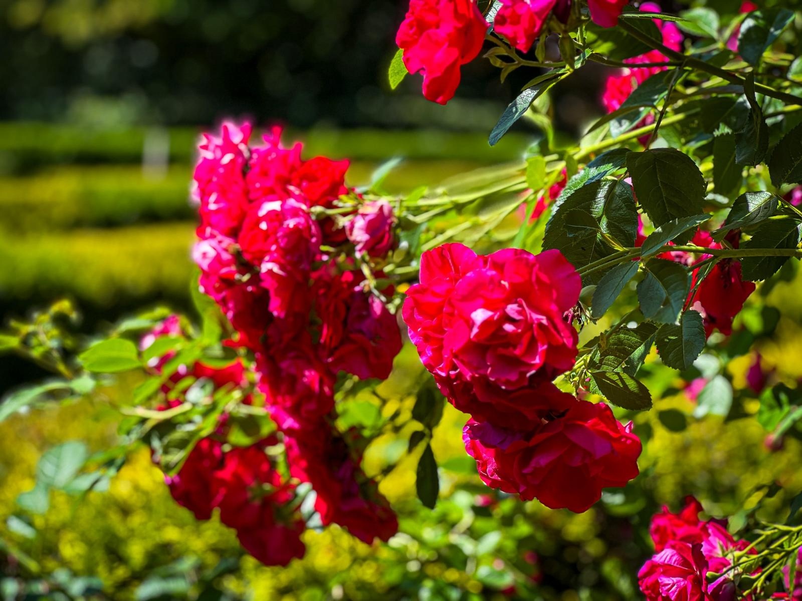 Zdjęcie w galerii na portalu naszraciborz.pl: Spirala czasu z irysów zakwitnie w Zaczarowanym Ogrodzie w Raciborzu wiadomości z regionu
