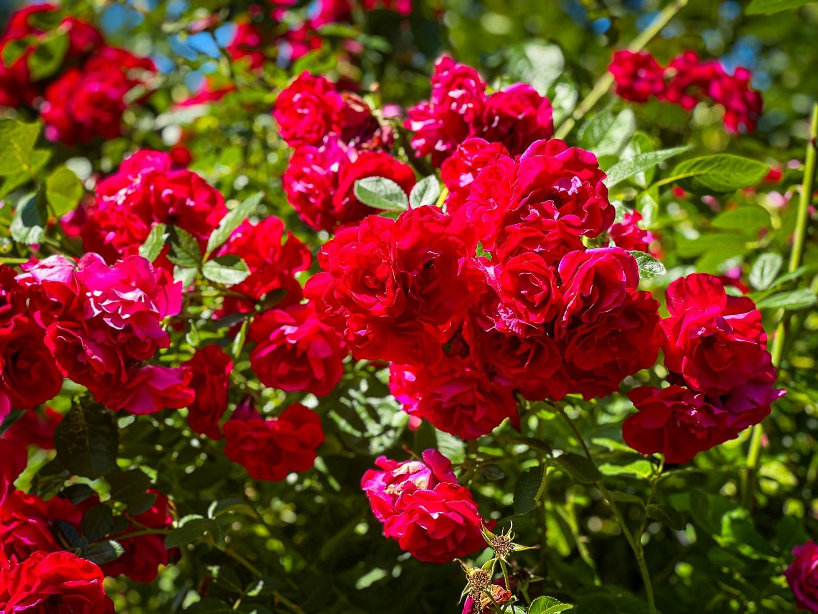 Zdjęcie w galerii na portalu naszraciborz.pl: Spirala czasu z irysów zakwitnie w Zaczarowanym Ogrodzie w Raciborzu wiadomości z regionu