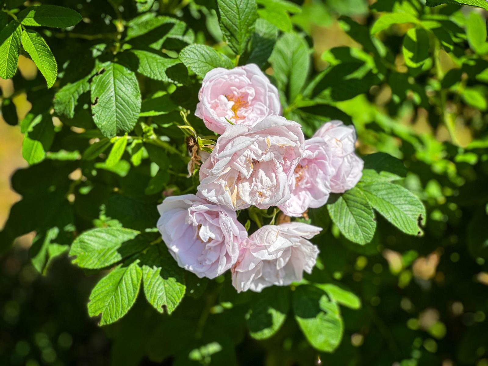 Zdjęcie w galerii na portalu naszraciborz.pl: Spirala czasu z irysów zakwitnie w Zaczarowanym Ogrodzie w Raciborzu wiadomości z regionu