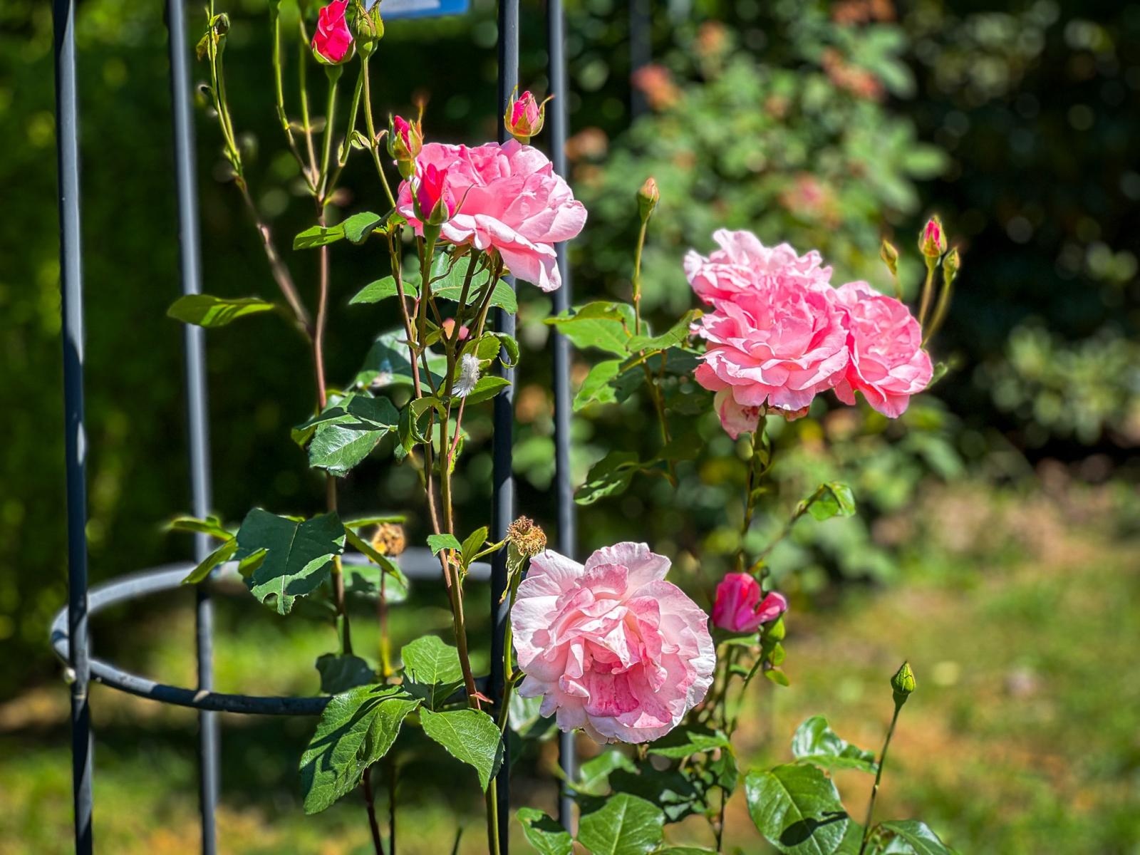 Zdjęcie w galerii na portalu naszraciborz.pl: Spirala czasu z irysów zakwitnie w Zaczarowanym Ogrodzie w Raciborzu wiadomości z regionu