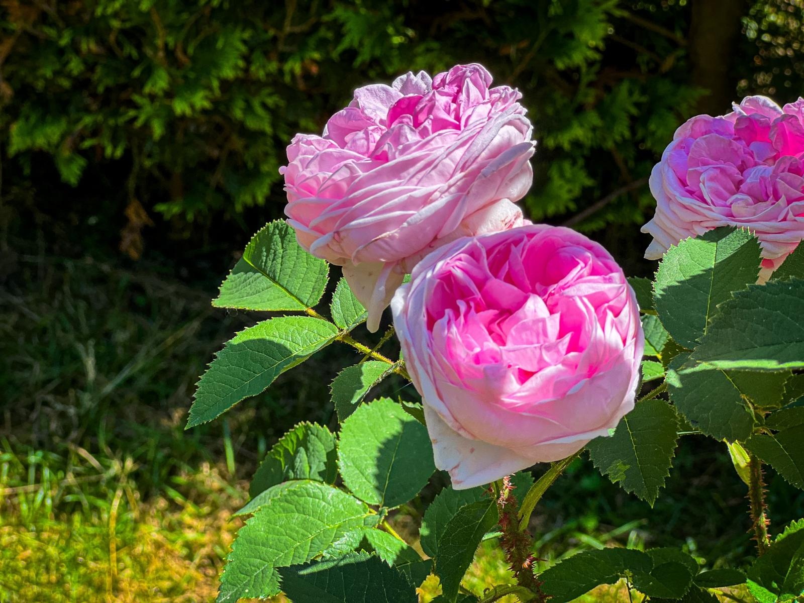 Zdjęcie w galerii na portalu naszraciborz.pl: Spirala czasu z irysów zakwitnie w Zaczarowanym Ogrodzie w Raciborzu wiadomości z regionu