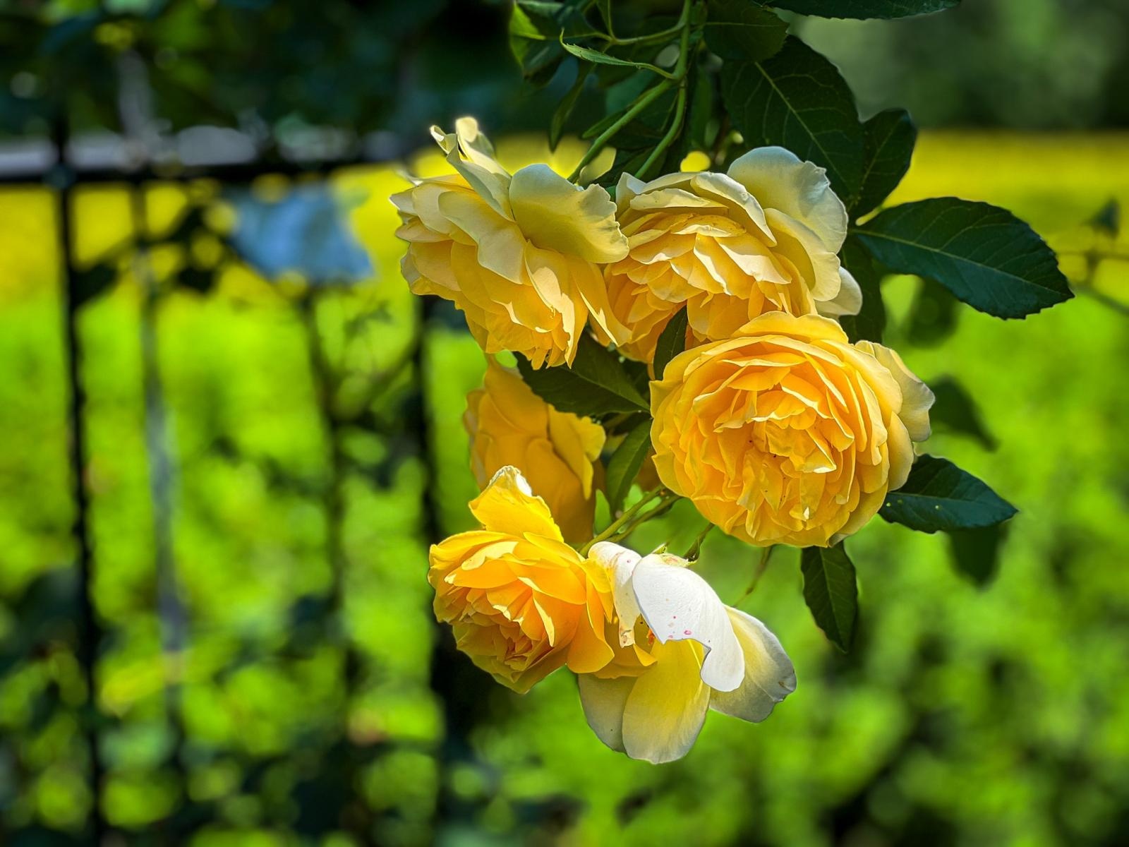 Zdjęcie w galerii na portalu naszraciborz.pl: Spirala czasu z irysów zakwitnie w Zaczarowanym Ogrodzie w Raciborzu wiadomości z regionu