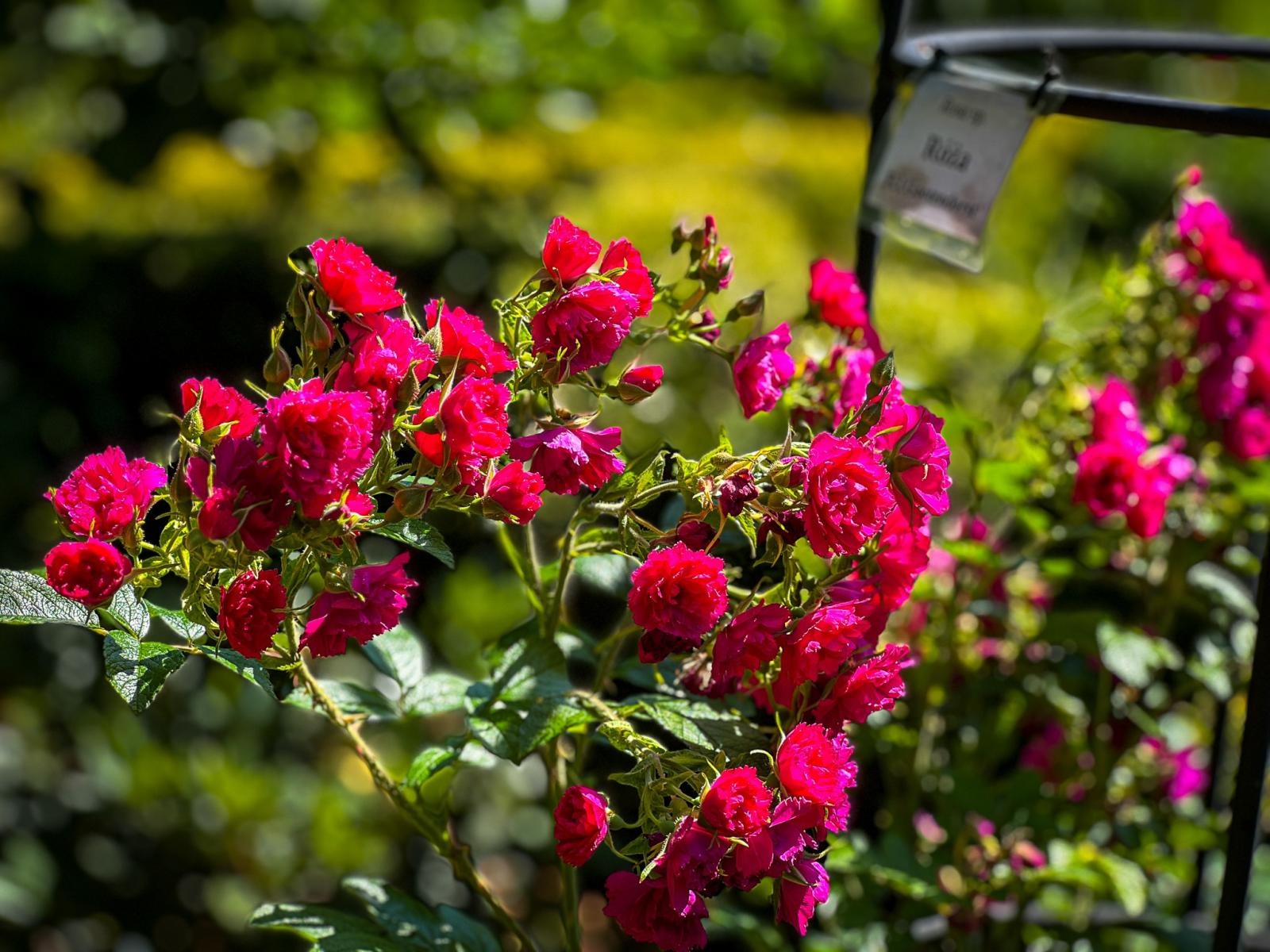 Zdjęcie w galerii na portalu naszraciborz.pl: Spirala czasu z irysów zakwitnie w Zaczarowanym Ogrodzie w Raciborzu wiadomości z regionu