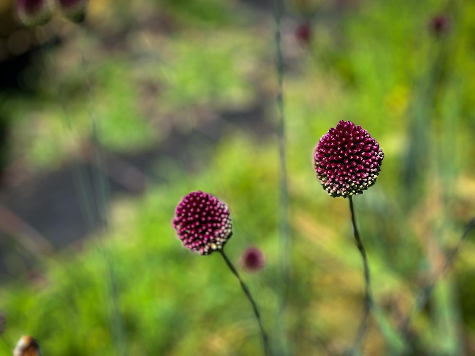 Zdjęcie w galerii na portalu naszraciborz.pl: Spirala czasu z irysów zakwitnie w Zaczarowanym Ogrodzie w Raciborzu wiadomości z regionu