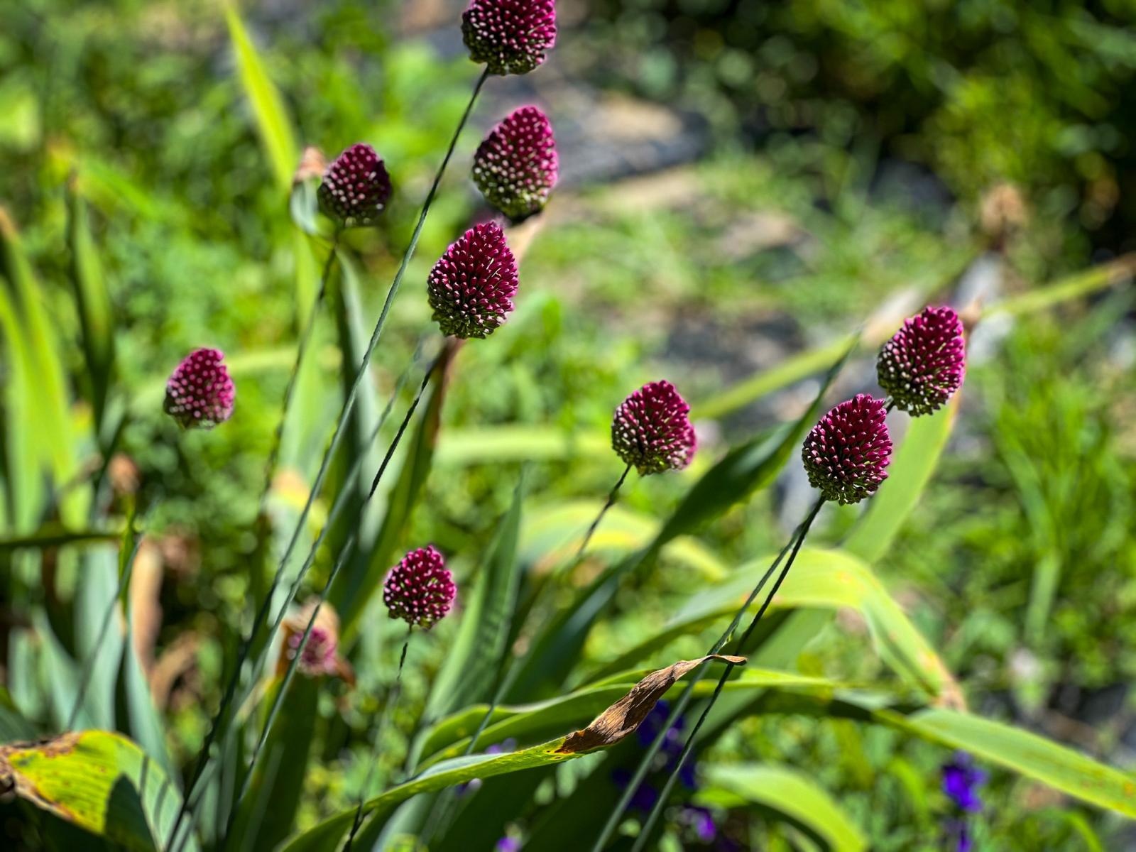Zdjęcie w galerii na portalu naszraciborz.pl: Spirala czasu z irysów zakwitnie w Zaczarowanym Ogrodzie w Raciborzu wiadomości z regionu