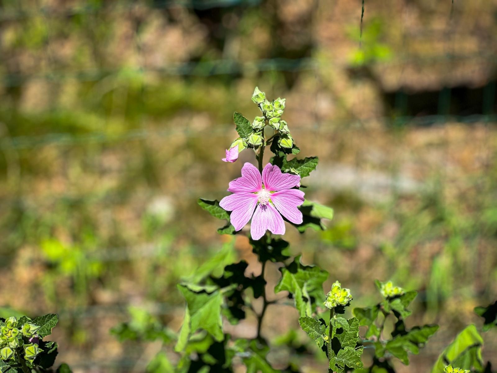 Zdjęcie w galerii na portalu naszraciborz.pl: Spirala czasu z irysów zakwitnie w Zaczarowanym Ogrodzie w Raciborzu wiadomości z regionu