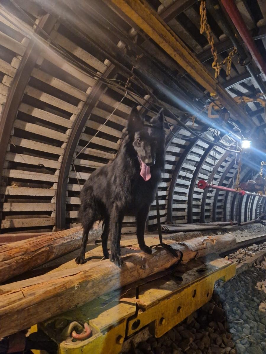 Zdjęcie w galerii na portalu naszraciborz.pl: Żołnierz na czterech łapach, czyli nowy pies w służbie śląskich terytorialsów. Szkoli się w Kuźni Raciborskiej wiadomości z regionu