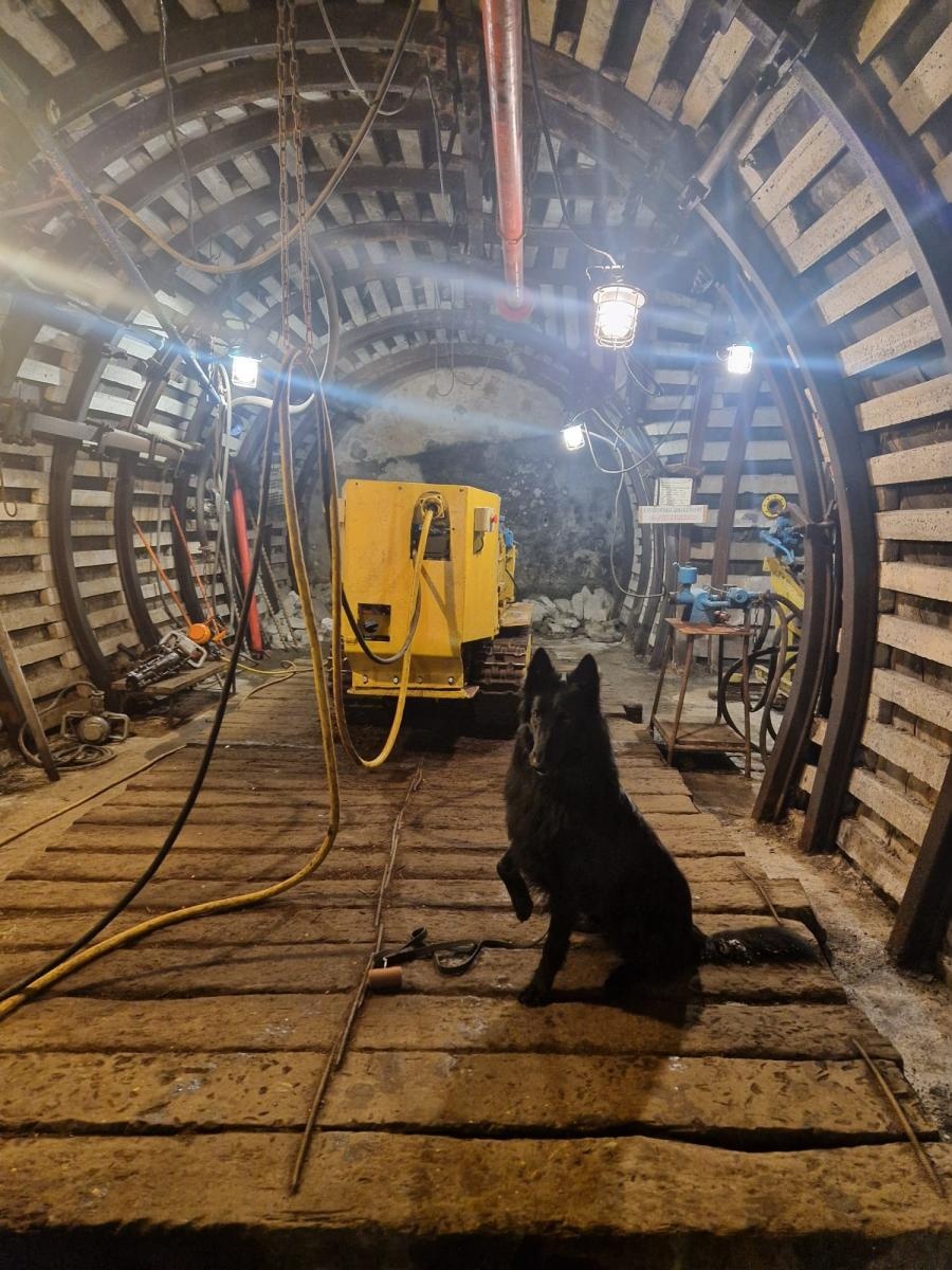 Zdjęcie w galerii na portalu naszraciborz.pl: Żołnierz na czterech łapach, czyli nowy pies w służbie śląskich terytorialsów. Szkoli się w Kuźni Raciborskiej wiadomości z regionu