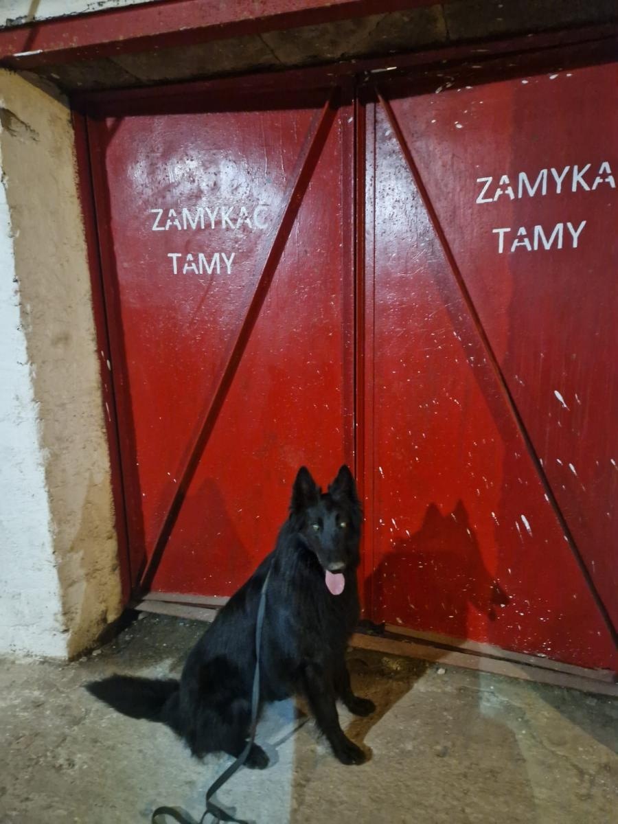 Zdjęcie w galerii na portalu naszraciborz.pl: Żołnierz na czterech łapach, czyli nowy pies w służbie śląskich terytorialsów. Szkoli się w Kuźni Raciborskiej wiadomości z regionu