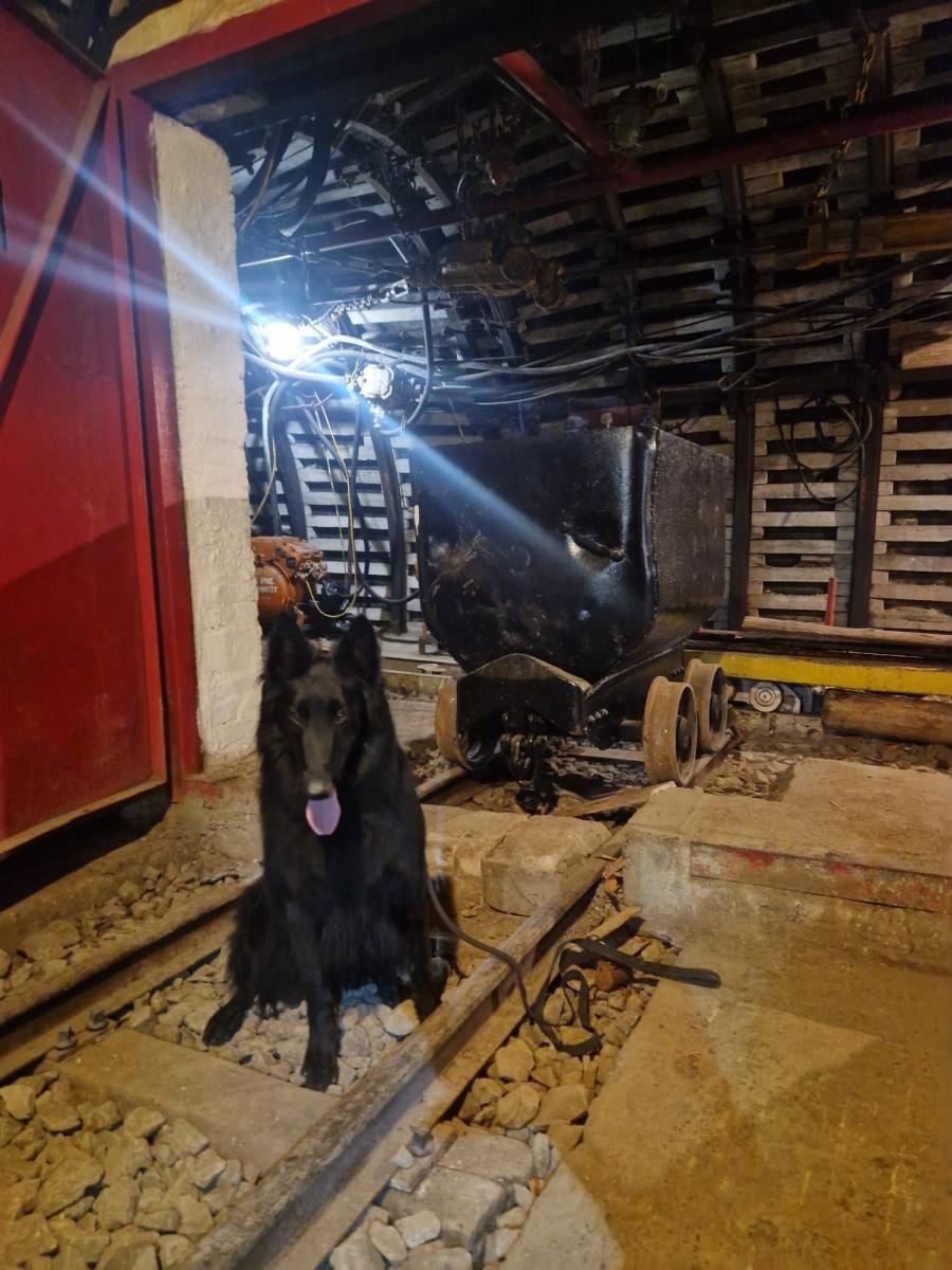 Zdjęcie w galerii na portalu naszraciborz.pl: Żołnierz na czterech łapach, czyli nowy pies w służbie śląskich terytorialsów. Szkoli się w Kuźni Raciborskiej wiadomości z regionu