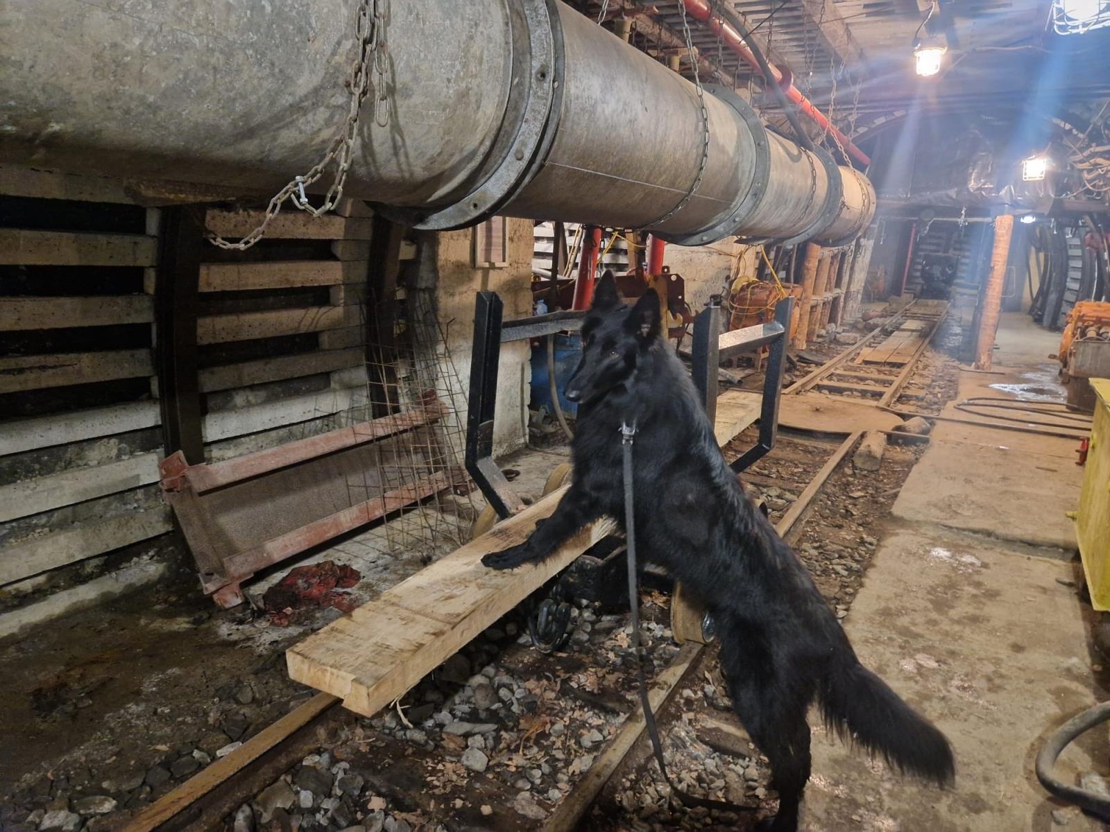 Zdjęcie w galerii na portalu naszraciborz.pl: Żołnierz na czterech łapach, czyli nowy pies w służbie śląskich terytorialsów. Szkoli się w Kuźni Raciborskiej wiadomości z regionu