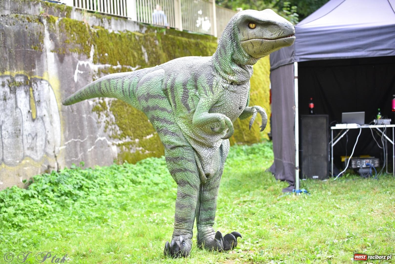 Zdjęcie w galerii na portalu naszraciborz.pl: Dinozaur na bulwarach i bańkowa kraina zabawy ze smokiem Edziem w Raciborzu wiadomości z regionu