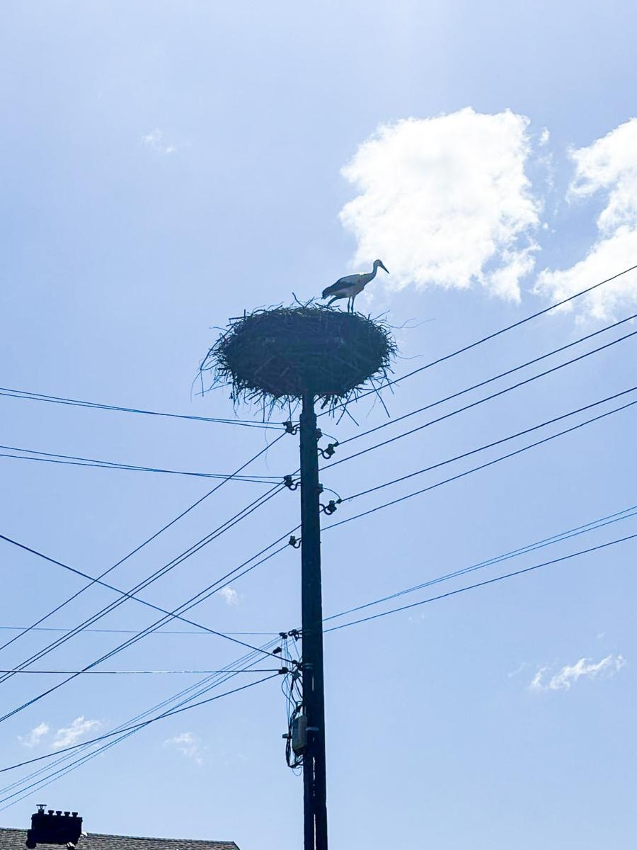 Zdjęcie w galerii na portalu naszraciborz.pl: Strażacy uratowali rannego bociana w Górkach Śląskich wiadomości z regionu