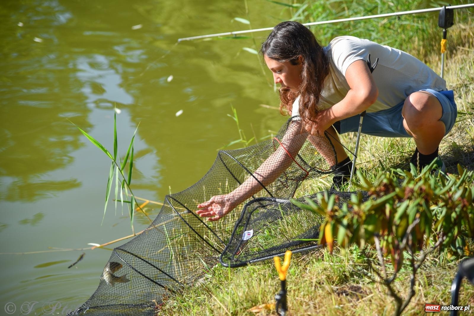 Zdjęcie w galerii na portalu naszraciborz.pl: Aż trudno uwierzyć, gdzie w Raciborzu złowiono tego szczupaka! wiadomości z regionu