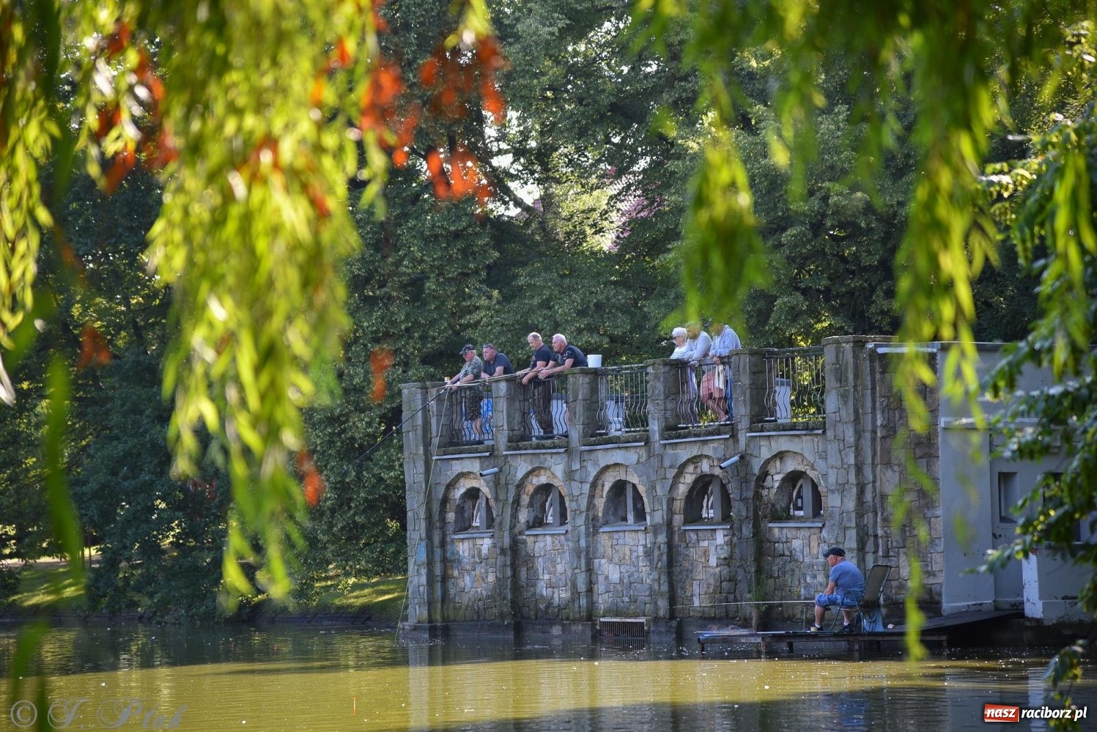 Zdjęcie w galerii na portalu naszraciborz.pl: Aż trudno uwierzyć, gdzie w Raciborzu złowiono tego szczupaka! wiadomości z regionu