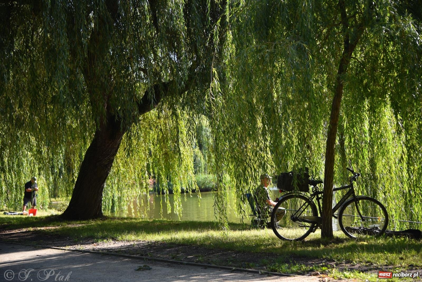 Zdjęcie w galerii na portalu naszraciborz.pl: Aż trudno uwierzyć, gdzie w Raciborzu złowiono tego szczupaka! wiadomości z regionu