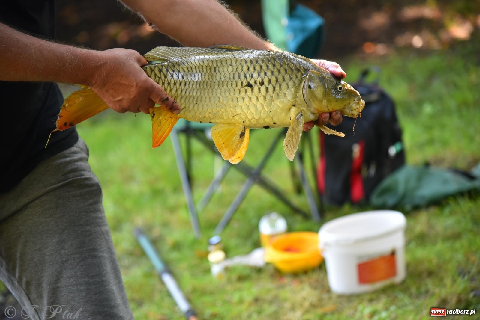 Zdjęcie w galerii na portalu naszraciborz.pl: Aż trudno uwierzyć, gdzie w Raciborzu złowiono tego szczupaka! wiadomości z regionu