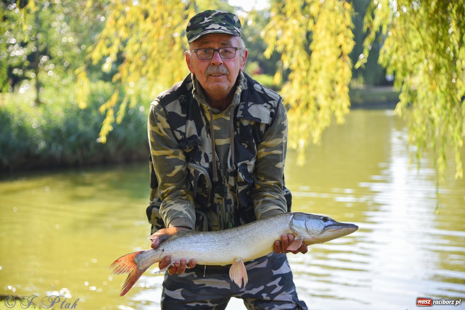Zdjęcie w galerii na portalu naszraciborz.pl: Aż trudno uwierzyć, gdzie w Raciborzu złowiono tego szczupaka! wiadomości z regionu