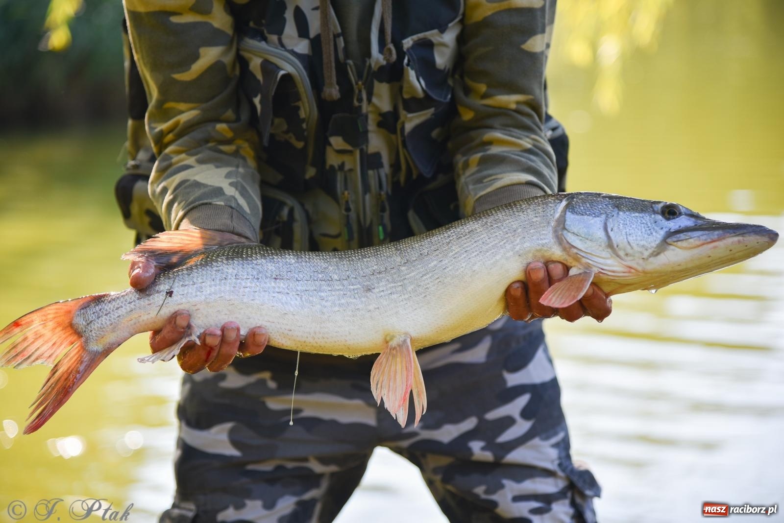 Zdjęcie w galerii na portalu naszraciborz.pl: Aż trudno uwierzyć, gdzie w Raciborzu złowiono tego szczupaka! wiadomości z regionu