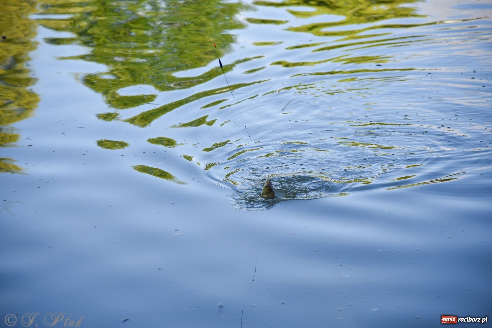 Zdjęcie w galerii na portalu naszraciborz.pl: Aż trudno uwierzyć, gdzie w Raciborzu złowiono tego szczupaka! wiadomości z regionu
